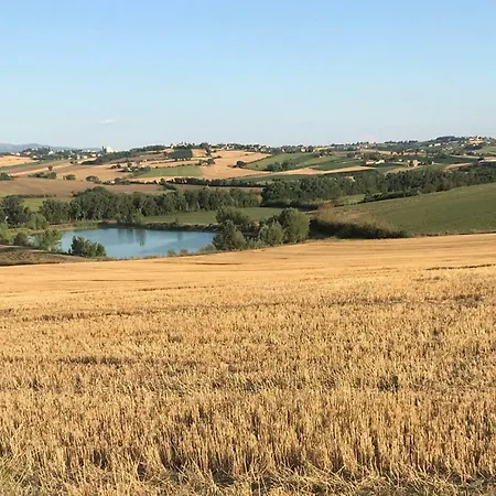 La Civetta E Il Gufo