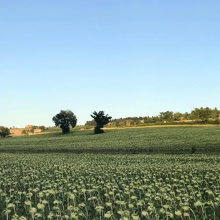 La Civetta E Il Gufo * מרשאנו
