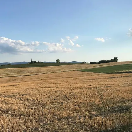 La Civetta E Il Gufo *